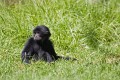 20060409_Western Plains Zoo_090